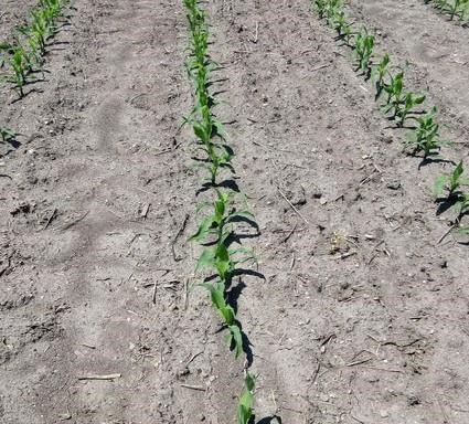 High-Yield Corn Research To Feature Delayed Nitrogen Treatments